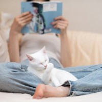 猫が『飼い主にだけ見せる』行動5選　何気ない仕草の意味から上手な応え方まで