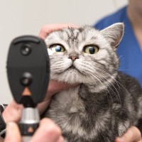 猫の『視力低下』を招いてしまう原因4つ　見えにくくなっている兆候や取るべき対処法も解説