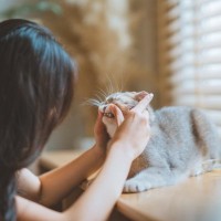 猫とふれあいながらできる『健康チェック法』7選　見るべきポイントや異常サインの見分け方