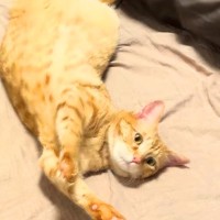 飼い主が帰宅しても姿を見せないネコ→探していると、人間用の羽毛布団に…『思わず笑ってしまう光景』に「ぬくぬくなんだろうなぁ」と反響