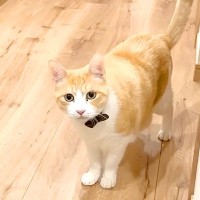 朝帰りしてしまった飼い主→ネコたちが出迎えてくれたかと思いきや…『想定外のリアクション』に反響「冷静に塩対応ｗ」「何してたんだ？って顔」