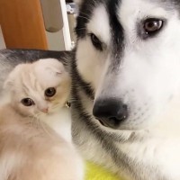 散歩に行こうと思ったら…ハスキー犬のそばから『全然離れない子猫』が可愛すぎると39万再生「一緒に連れていきたいねｗ」「幸せをありがとう」