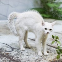 猫の『しっぽが膨らむ』ときの理由5選　隠された心理や上手な対処法も解説