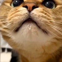 オヤツを食べてご機嫌な猫→ママがお口を拭いてあげようとしたら…『想定外の攻防戦』に「必死で拒否するのかわいい」「一瞬も目が離せない」の声