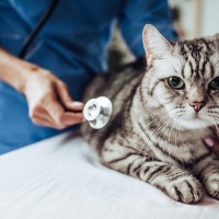 通院以外の選択肢も？猫の『受診スタイル』3選　無理なく選ぶポイントや病院に慣れる方法まで
