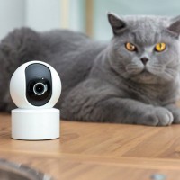 慎重に選びたい『大型・高額な猫グッズ』4選　ありがちな失敗パターンと後悔しない選び方
