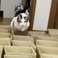 猫に運動をしてもらおうと『小さいダンボール』を並べた結果…「諦めが早いｗ」「クロールしてるｗ」可愛すぎる光景に笑ってしまう人が続出