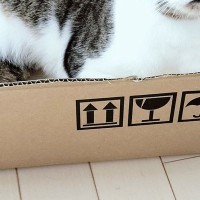 ネコに『新しいダンボール箱』あげたら、『表情』が変わって…可愛すぎる瞬間に１万いいね「キレイな目をしてる」「何個でもあげちゃうｗ」