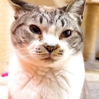 寒い日、猫がコタツを出してほしい様子で…想像以上に『プレッシャーをかける光景』に「圧がすごいｗ」「わかりやすくて可愛らしい」と反響