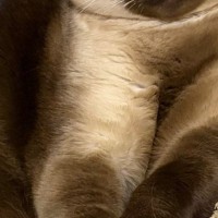 『かわいい顔をしていたネコ』→撮影しようとカメラを向けたら…変化した『表情』に「渋いっ」「ちゃんとニヤけてるｗ」と笑顔になる人が続出