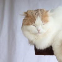 猫の『まばたき』の回数が少ない理由3つ　人との構造の違いや頻度が多いときの注意点も