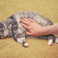 猫の『お腹が膨らんでいる』ときに考えられる原因5つ　肥満との違いや適切な対処法まで