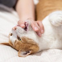 猫の『よだれ』が多く垂れているときの原因3つ　病気のリスクから取るべき対処法まで解説