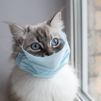 猫が発症する『伝染性腹膜炎（FIP）』とは？原因や表れる症状、最新の治療法まで解説