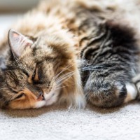 猫の急死につながる『心筋症』3つのタイプ別の特徴　見逃せない症状や気づくための方法