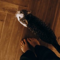 猫があなたの『後ろをついてくる』ときの理由4つ　注意すべきポイントや適切な接し方も解説
