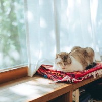 猫が『認知症』になると表れる初期症状5つ　見逃しがちなサインや進行を遅らせる方法