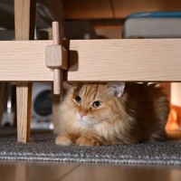 猫に『ストレス』を溜めさせないための方法5つ　放置するリスクや解消のヒントまで