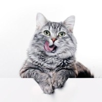 猫に与えてはいけない『身近な食べ物』5選　パンなどに潜むリスクや食べたときの対処法