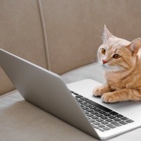 猫の『知能レベル』に関する知識5つ　人に例えると何歳？長けている能力もご紹介