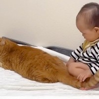 赤ちゃんが猫のおしりをポンポンした結果→優しく受け入れて…ずっと見ていられる『尊い光景』に「されるがまま」「平和でいいニャン」と反響