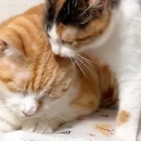 構ってもらえなかった保護子猫…去り際の『まさかの行動』と先住猫の反応に「猫の皮を着た菩薩ｗ」「悟り開いてるｗ」と笑う人が続出