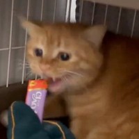 『威嚇していた保護猫』が『おやつを食べた』次の瞬間…まさかの光景が344万表示「顔が変わったｗ」「コワい…ウマイ…」と大反響