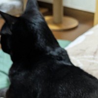 飼い主に『背中を向ける黒猫』→『しっぽ』を見ると、腕に……まさかの『甘え方』に12万いいね「器用なしっぽｗ」「愛が伝わる」と大反響