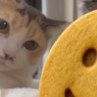 大好きな猫と『久しぶりに会った弟さん』→顔を近づけてみたら……笑ってしまう展開に「やられ待ちやんｗ」「良いとこ狙ってるねｗ」の声