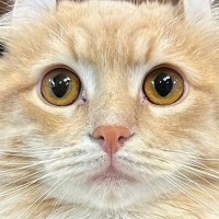 『猫が静かだな』と思ったら……家の中を探していると？→まさかの瞬間に爆笑の声「人間味ありすぎるｗ」「上手だねｗ」と15万表示
