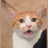 『ママと一緒に寝たい猫』→夜になると……とんでもなく尊い『アピールの様子』が42万再生「鳴き声が最強ｗ」「最優先で一緒に寝ちゃう」