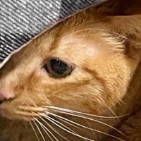 新品の『ねこベッド』を普通に使ってくれていた猫→翌日になると…『まさかの光景』に爆笑の声「たまらんｗ」「うちの子も同じことしてたｗ」