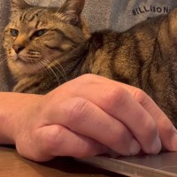 パソコンで作業をしようとすると、『甘えん坊な猫』がやって来て…可愛すぎる光景に癒される人が続出「たまらんね〜」「最高に幸せだね」