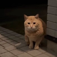 空腹で『家に近づいてきた野良猫』と少しずつ距離を縮めた結果…涙あふれる『現在の姿』が167万再生「最高のお話」「感動した」