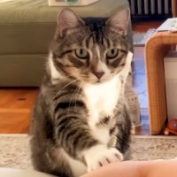 朝ごはんの時間になっても起きてこない飼い主に、猫が…とんでもなく優しい『起こし方』が44万再生「なんて立派な紳士」「本当に素敵」＜海外＞
