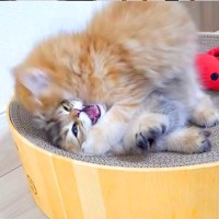 遊んでいる２匹の子ネコ→突然、片方が襲いかかって…尊すぎて『ずっと見ていたくなる光景』に「強めのスキンシップ」「かわいい」と称賛の声