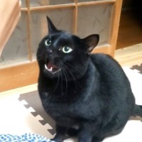 パパが目の前で『歯磨き』をしていると……黒猫がとった行動に「めちゃくちゃ可愛いｗ」「怒っているｗ」と笑顔になる人が続出