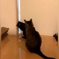 赤ちゃんの存在に気付いた３匹のネコ→部屋に入ろうとして…想像以上に『一生懸命な光景』が話題「めっちゃ気になるよね」「お手々もかわいい」