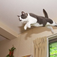 猫が持っている『ジャンプ力』に関するヒミツ7選　高く跳べる理由や猫種による違いもご紹介