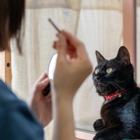 猫が口にすると危険な『飼い主が使うケア用品』6選　体に与える影響やトラブルを防ぐ対策方法