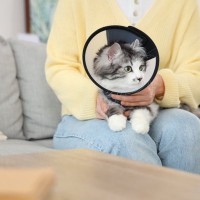 猫に『脱毛』がみられるときの原因6つ　病気の可能性や取るべき対処法も解説