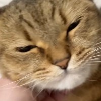 ママが早めに帰宅した結果→いつもは『喜んでお出迎えをする猫』が…『予想外の行動』に爆笑の声「表情がかわいいｗ」「温度差に笑った」