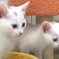 保護子猫たち→初めて『電動のおもちゃ』を見た結果…微笑ましすぎる『リアクション』に「ちょっと怖かったかなｗ」「顔がかわいいｗ」と反響
