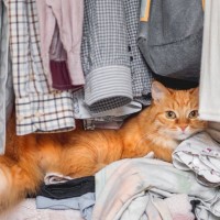 猫が飼い主の『洋服の上』で寝る理由5つ　わざわざ乗りたがる心理から抜け毛対策のコツまで