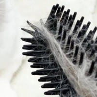 ネコが『自分の毛がついたブラシ』を見たら→表情が……たまらなく可愛らしい『リアクション』に「生き物に見えてるのかな」「賢いね」と反響