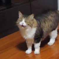 戸を開けて『部屋に入ってきた元ボス猫』→にゃ～にゃ～と鳴き始めると…可愛すぎる展開が30万再生「人間みたいな登場ｗ」「甘えん坊さん」