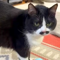 ボール遊びをする猫→ママのところに運んできて…健気すぎる『まるで犬のような行動』に「忠犬」「遊びにママを巻き込む技がすごい」と反響