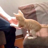 窓辺に登りたい子猫→飼い主の腕に前足をかけて…愛おしすぎる『おねだり』が25万再生「人間の小さい子供と一緒」「人が大好きなんだね」