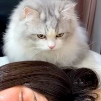 深夜３時半、ぐっすり寝ているママ→猫たちが起こそうとして…予想外な『容赦ない行動』に「大胆な起こし方にワロタ」「連携お見事」と反響