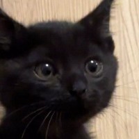 小さくて可愛らしかった『きゅるんとした瞳の子猫』が、現在…驚きの『成長ビフォーアフター』に笑う人が続出「変身したｗ」「鋭くなられてｗ」